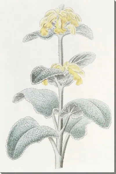 Картина Флоккулентная Фломида (1815-1819)