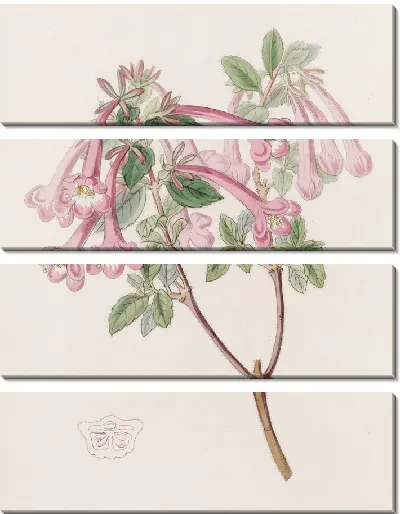 Картина Флорид Абелия (1815-1819)