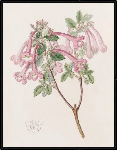 Картина Флорид Абелия (1815-1819)