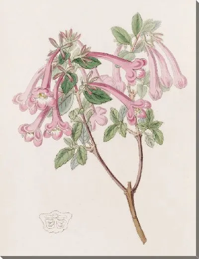 Картина Флорид Абелия (1815-1819)