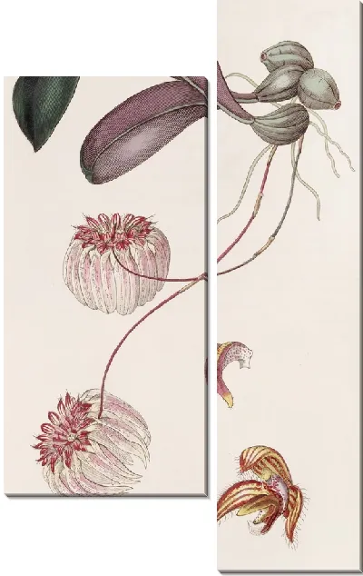 Картина Цирропеталум с королевским краем (1815-1819)