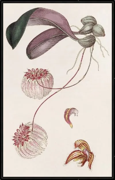 Картина Цирропеталум с королевским краем (1815-1819)