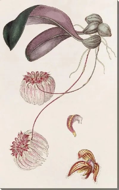 Картина Цирропеталум с королевским краем (1815-1819)