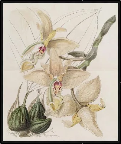 Картина Четырехрогая Стэнхопея (1815-1819)