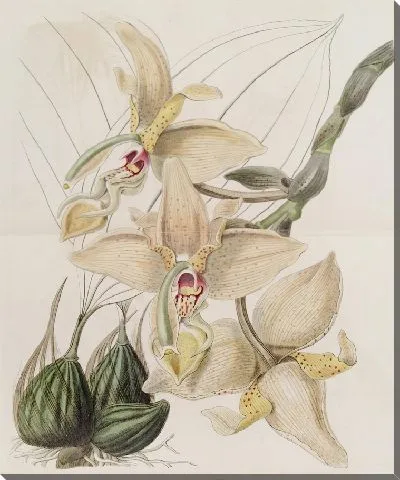 Картина Четырехрогая Стэнхопея (1815-1819)