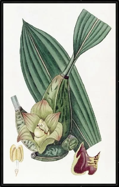 Картина Четырехугольная Максиллярия (1815-1819)