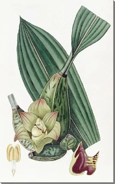 Картина Четырехугольная Максиллярия (1815-1819)