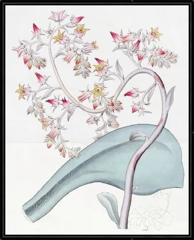 Картина Эхеверия с выпуклыми цветками (1815-1819)