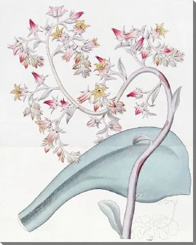 Картина Эхеверия с выпуклыми цветками (1815-1819)