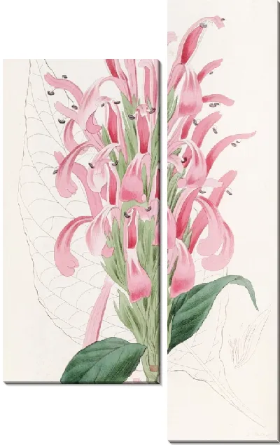 Картина Юстиция телесного цвета (1815-1819)