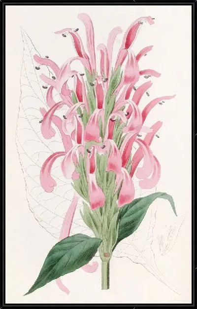 Картина Юстиция телесного цвета (1815-1819)