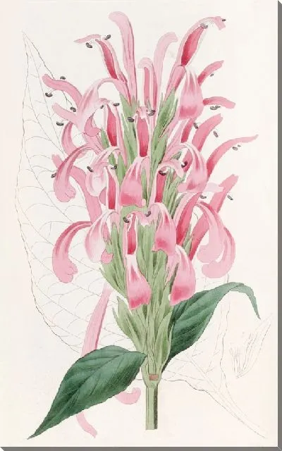 Картина Юстиция телесного цвета (1815-1819)