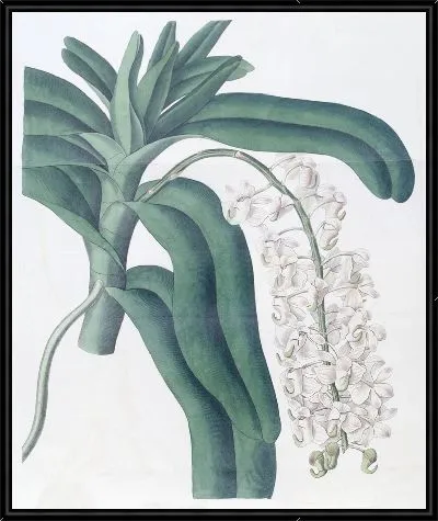Картина Аиррастение рожковоцветковое (1815-1819)