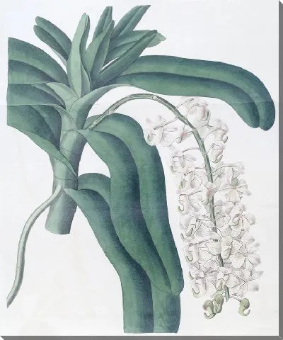 Картина Аиррастение рожковоцветковое (1815-1819)