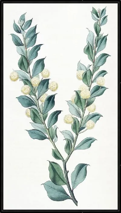 Картина Акация крючколистная (1815-1819)