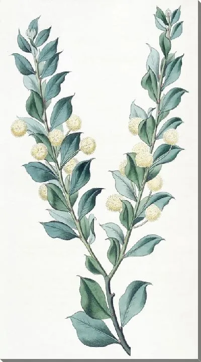 Картина Акация крючколистная (1815-1819)