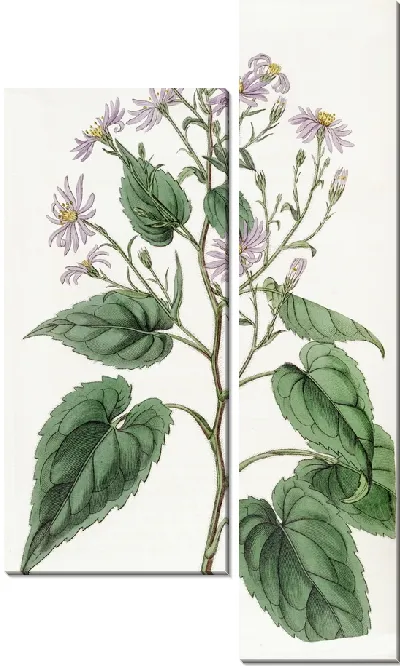 Картина Астра сердцелистная (1815-1819)