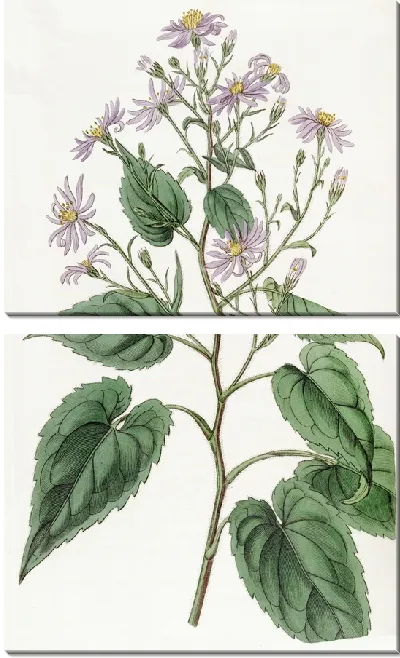 Картина Астра сердцелистная (1815-1819)