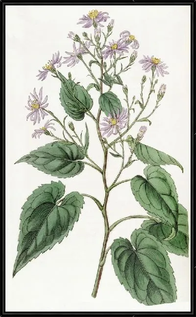 Картина Астра сердцелистная (1815-1819)