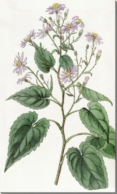 Картина Астра сердцелистная (1815-1819)