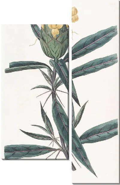 Картина Барлерия хмелевоцветковая (1815-1819)