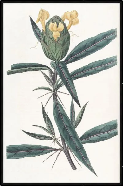 Картина Барлерия хмелевоцветковая (1815-1819)