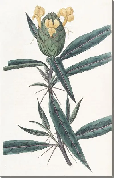 Картина Барлерия хмелевоцветковая (1815-1819)