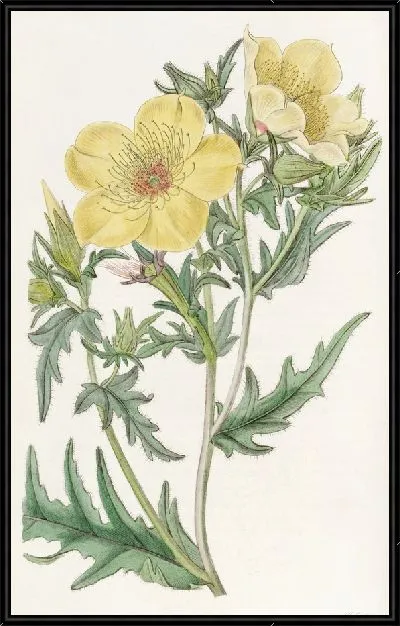 Картина Бартония золотоцветковая (1815-1819)