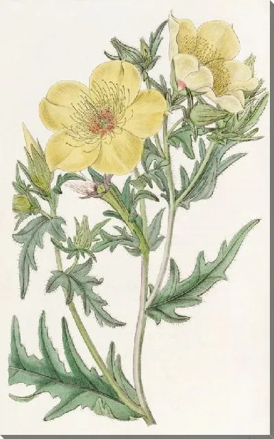 Картина Бартония золотоцветковая (1815-1819)