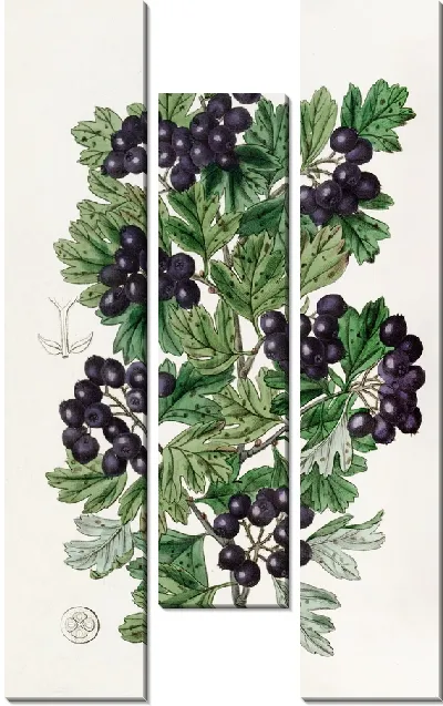 Картина Боярышник черный с волосатыми листьями (1815-1819)