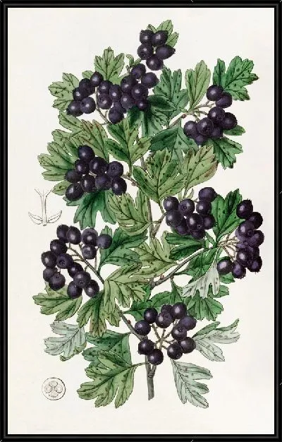 Картина Боярышник черный с волосатыми листьями (1815-1819)