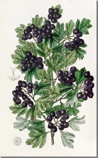 Картина Боярышник черный с волосатыми листьями (1815-1819)