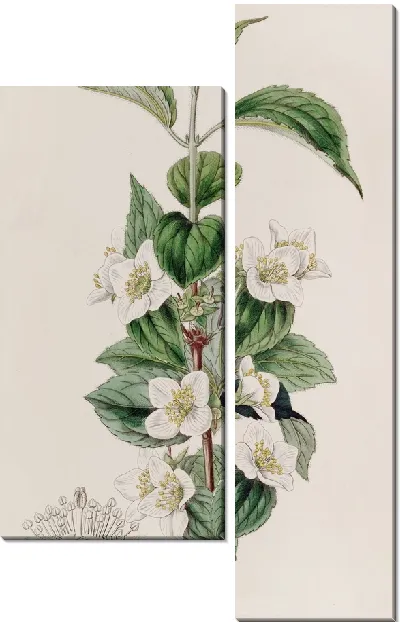 Картина Волосатая Сиринга (1815-1819)