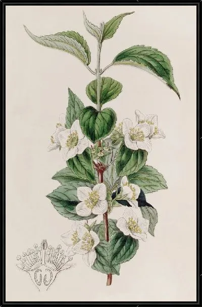 Картина Волосатая Сиринга (1815-1819)