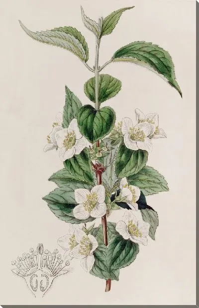 Картина Волосатая Сиринга (1815-1819)