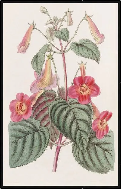 Картина Волосатый Ахименес (1815-1819)