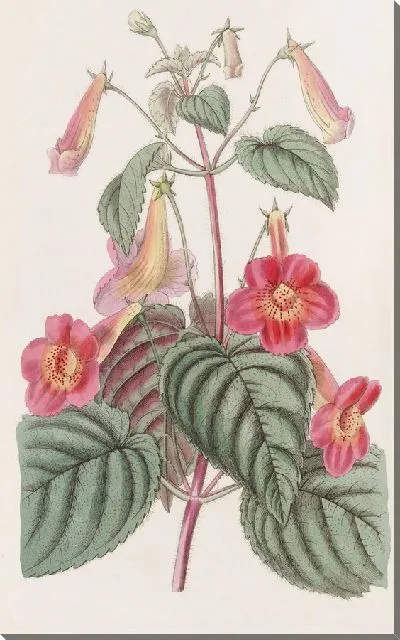 Картина Волосатый Ахименес (1815-1819)