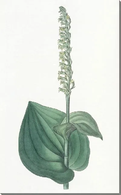 Картина Герминиум сердечнолистный (1815-1819)