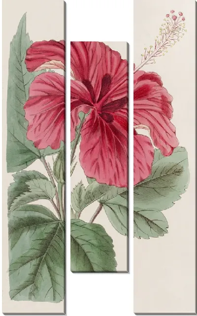 Картина Гибискус Камерони-фульгенс (1815-1819)