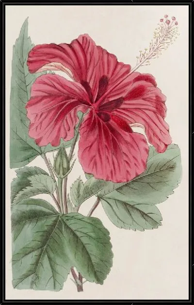 Картина Гибискус Камерони-фульгенс (1815-1819)