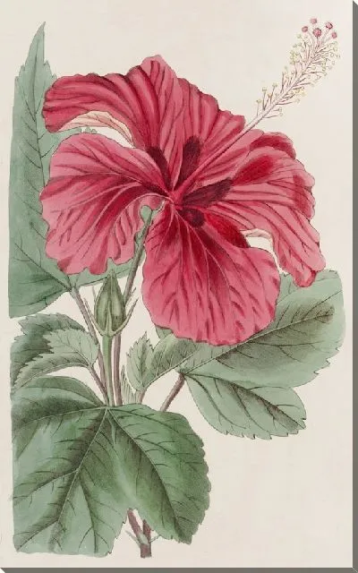 Картина Гибискус Камерони-фульгенс (1815-1819)