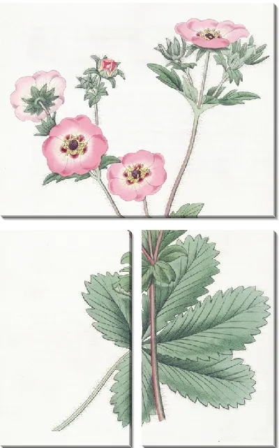 Картина Гибрид лапчатки Хопвуда (1815-1819)