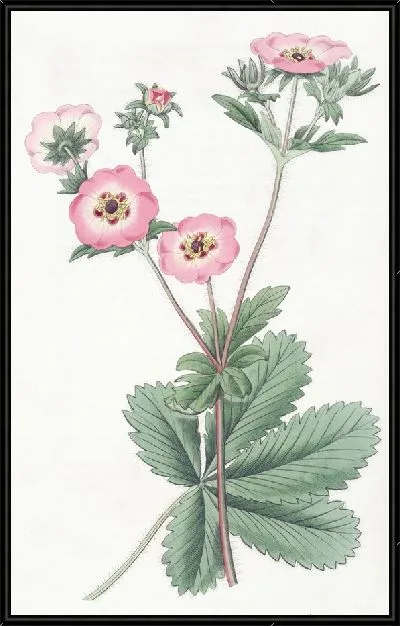 Картина Гибрид лапчатки Хопвуда (1815-1819)