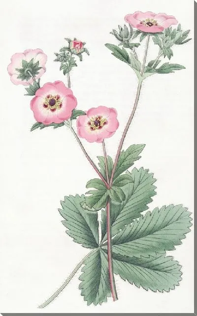 Картина Гибрид лапчатки Хопвуда (1815-1819)