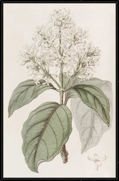 Картина Гималайская сирень (1815-1819)