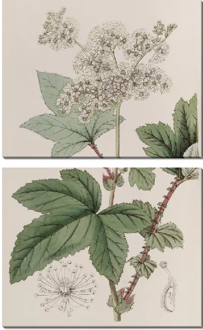 Картина Гималайская форма Камчатки Лугово-сладкой (1815-1819).