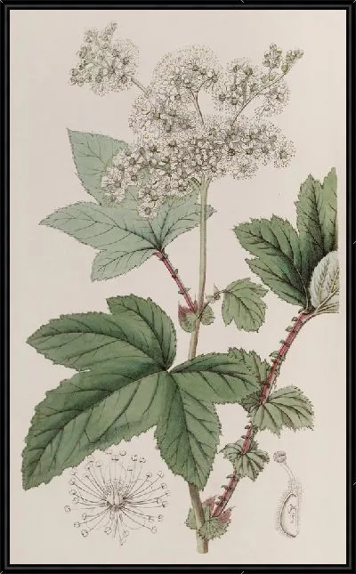 Картина Гималайская форма Камчатки Лугово-сладкой (1815-1819).