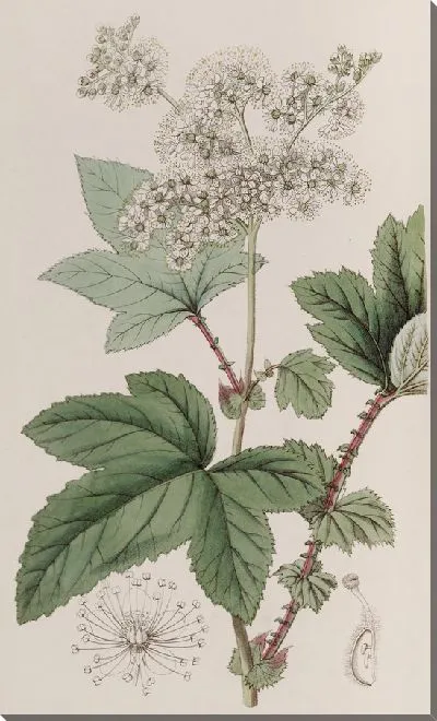 Картина Гималайская форма Камчатки Лугово-сладкой (1815-1819).