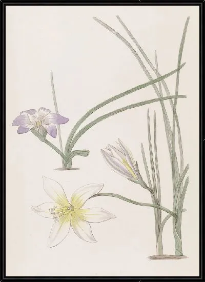 Картина Греческие трихонемы (1815-1819)