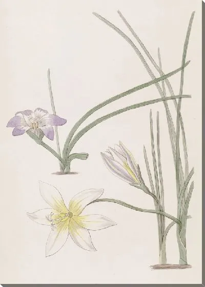 Картина Греческие трихонемы (1815-1819)